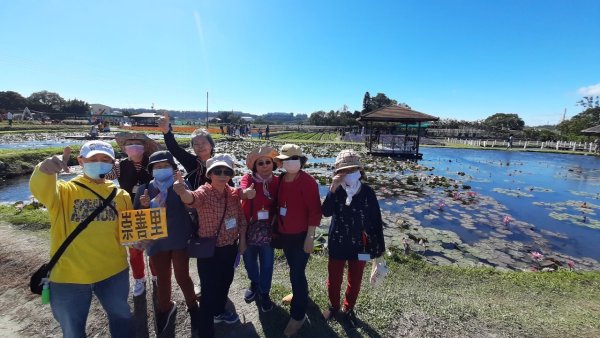 崇善里地方觀摩！中社彩色海芋日式禪風賞落羽松一日遊