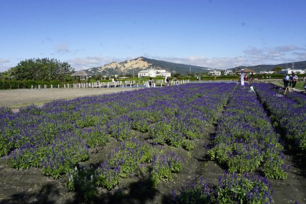 崇善里地方觀摩！中社彩色海芋日式禪風賞落羽松一日遊