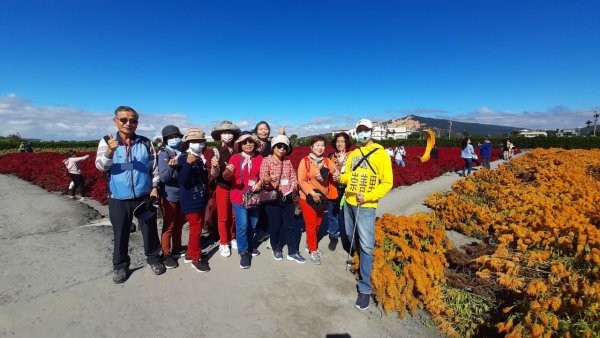崇善里地方觀摩！中社彩色海芋日式禪風賞落羽松一日遊